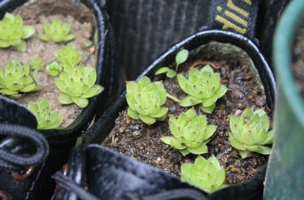 家中养花，这些品种最好活