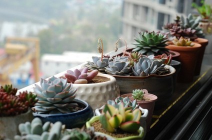 家中养花，这些品种最好活