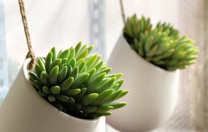 家中养花，这些品种最好活