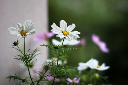 家中养花，这些品种最好活