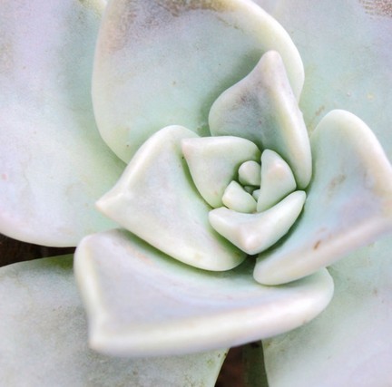 家中养花，这些品种最好活