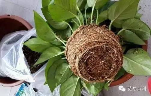 给绿萝换盆你会吗？