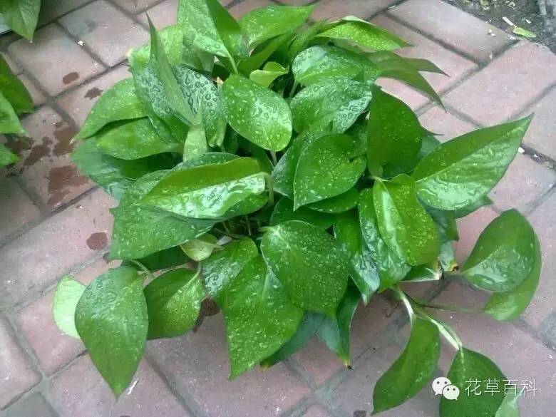 给绿萝换盆你会吗？