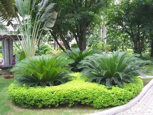 龙湖植物进场及种植标准