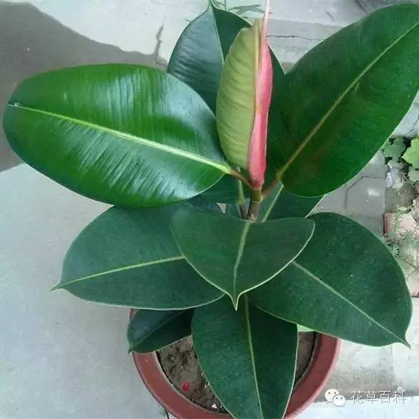 灰尘多，植物叶片该如何清洗？