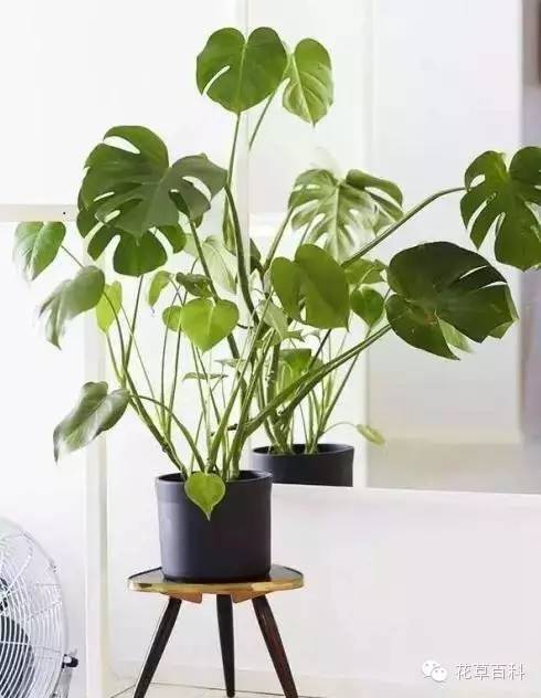 灰尘多，植物叶片该如何清洗？