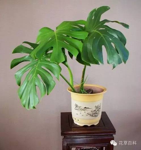 灰尘多，植物叶片该如何清洗？