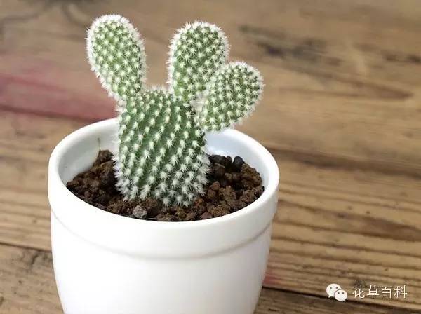 灰尘多，植物叶片该如何清洗？