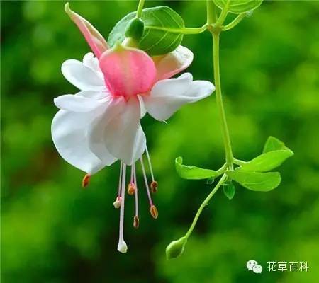 灰尘多，植物叶片该如何清洗？