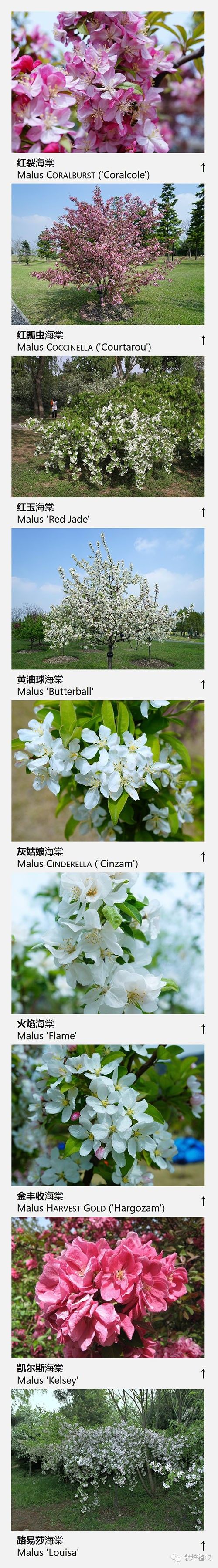 上海数字植物志精选：72种海棠