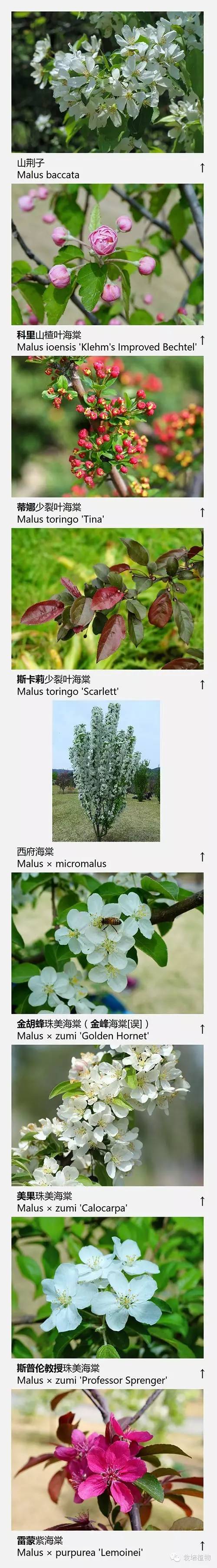 上海数字植物志精选：72种海棠