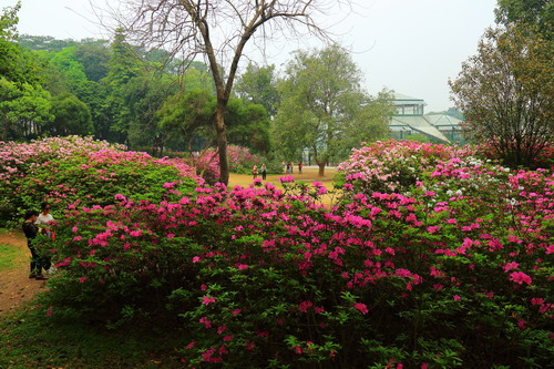 杜鹃花开映山红