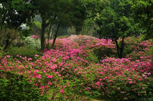 杜鹃花开映山红