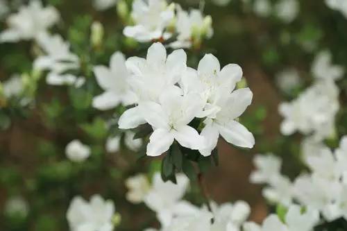 杜鹃花开映山红