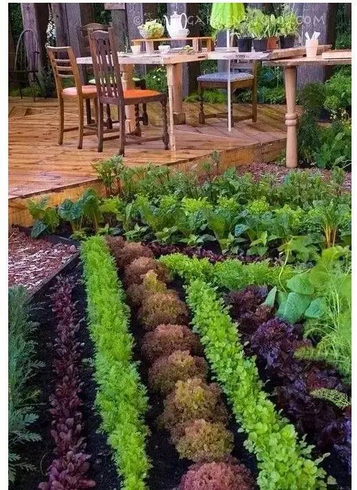 菜园设计好要比花园好看