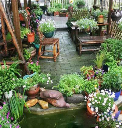 家庭养花环保除虫法
