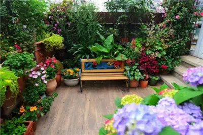 家庭养花环保除虫法