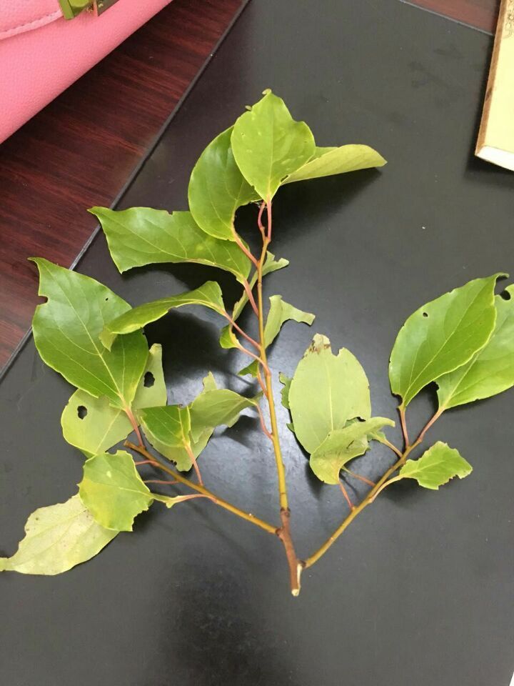 这是什么植物？