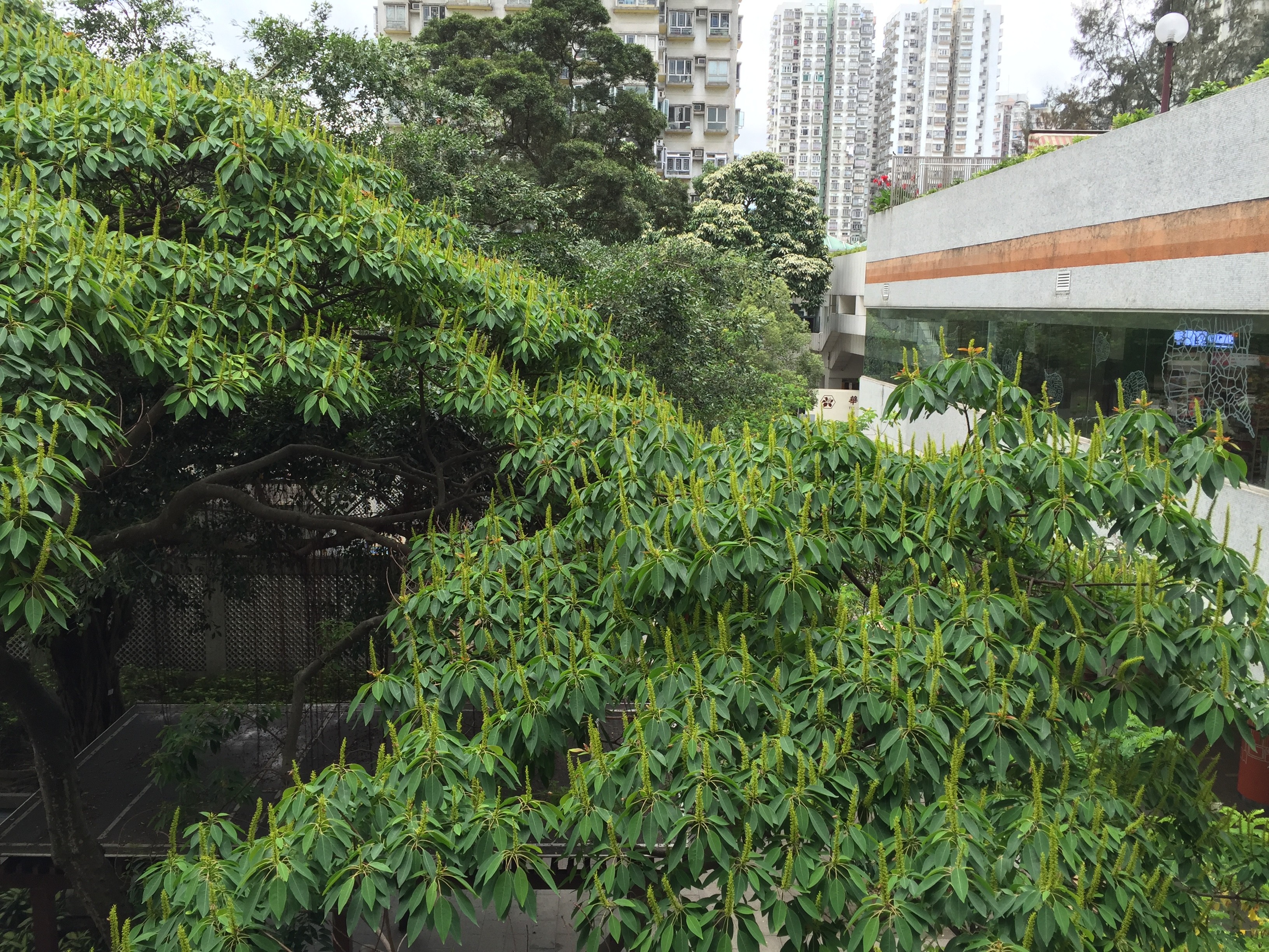 山乌桕花