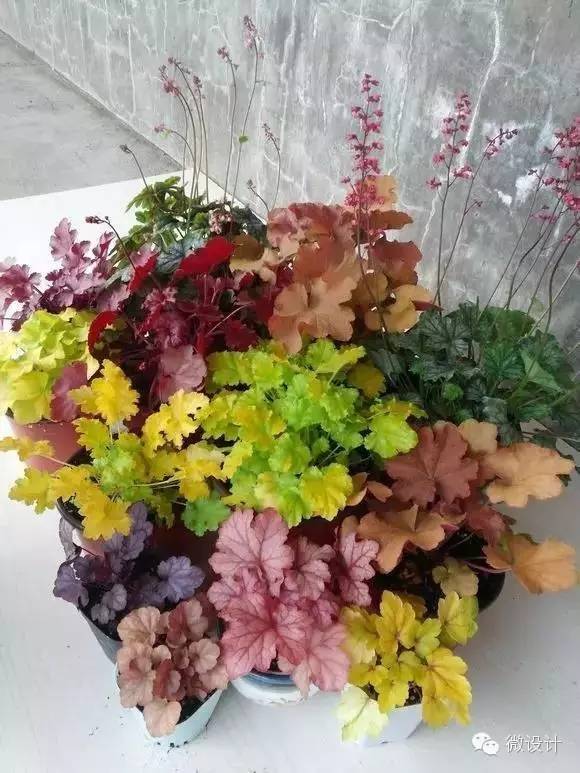 色彩斑斓的虎耳草科植物