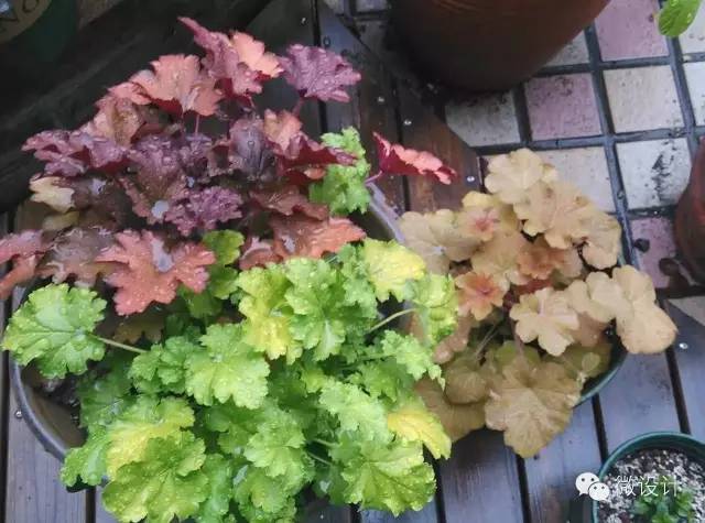 色彩斑斓的虎耳草科植物