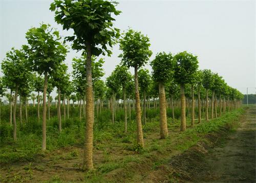 苗木质量、包装与运输要求及检验标准