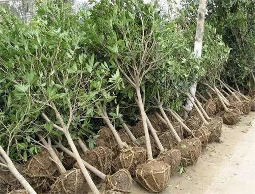 苗木质量、包装与运输要求及检验标准