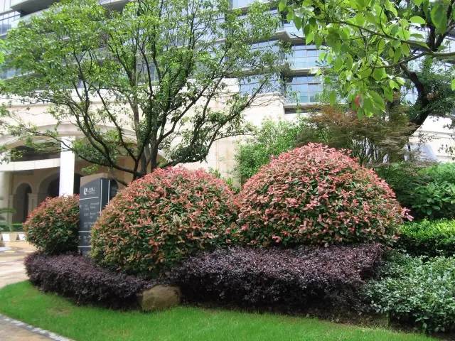 地被、花卉植物种植规范