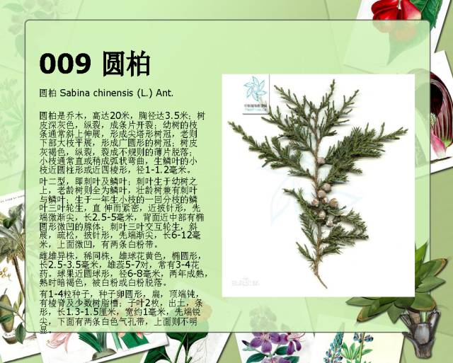 100种常见园林植物图鉴