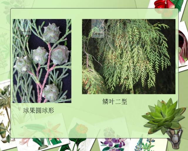 100种常见园林植物图鉴