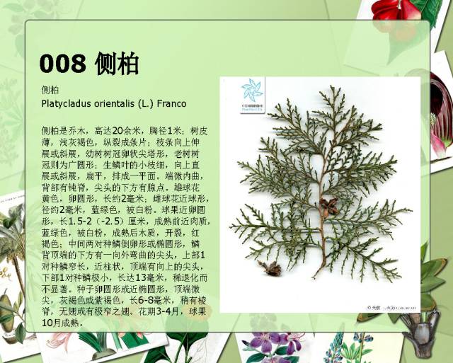 100种常见园林植物图鉴