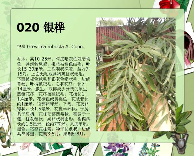 100种常见园林植物图鉴