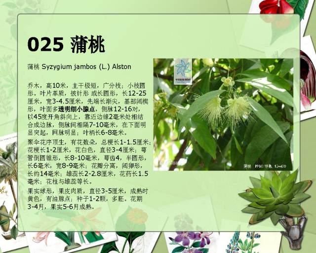 100种常见园林植物图鉴