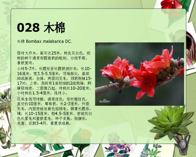 100种常见园林植物图鉴