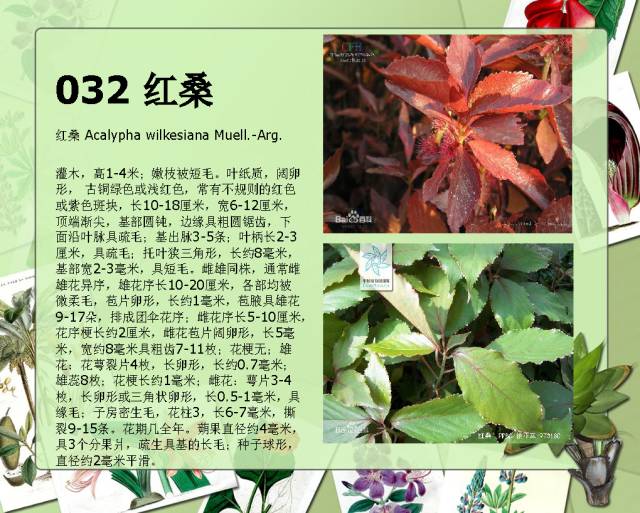 100种常见园林植物图鉴