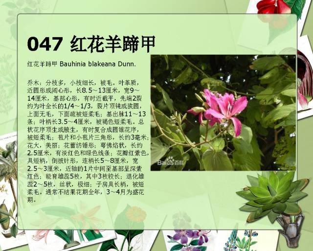 100种常见园林植物图鉴