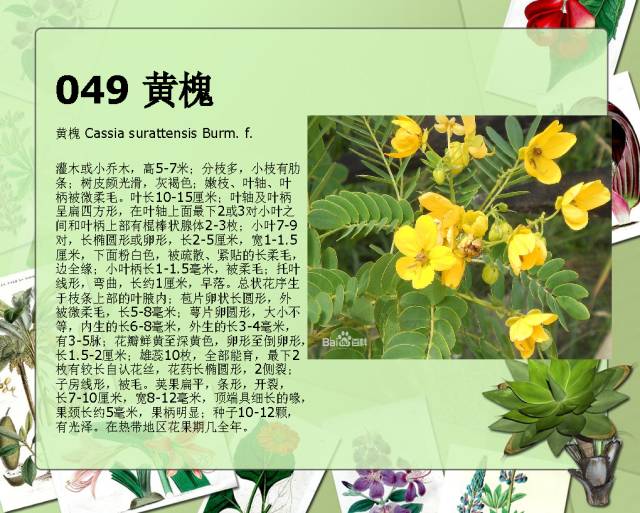 100种常见园林植物图鉴