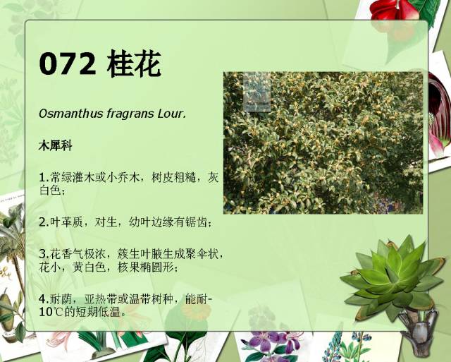 100种常见园林植物图鉴