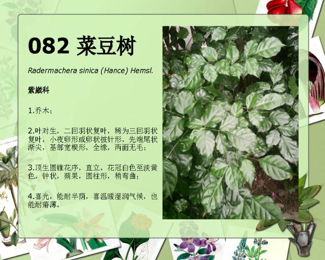 100种常见园林植物图鉴