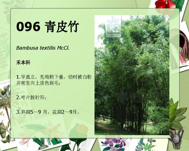 100种常见园林植物图鉴