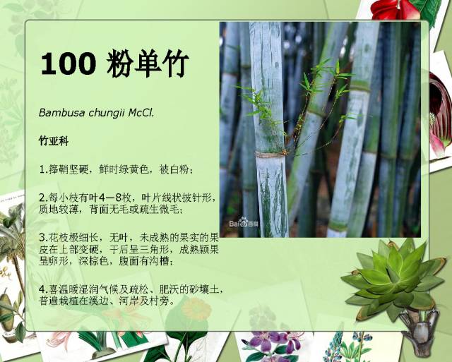 100种常见园林植物图鉴