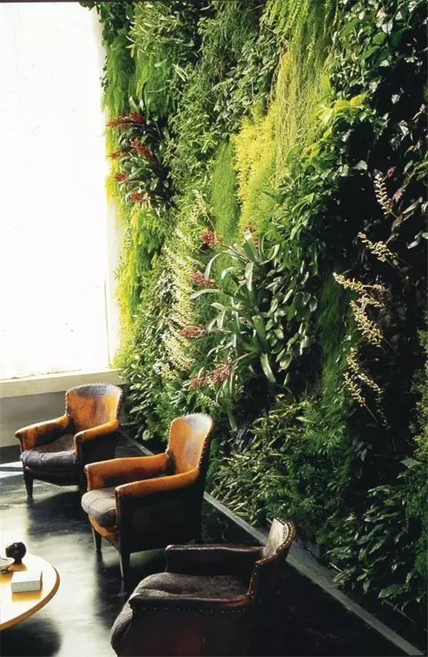 绿植上墙欣赏