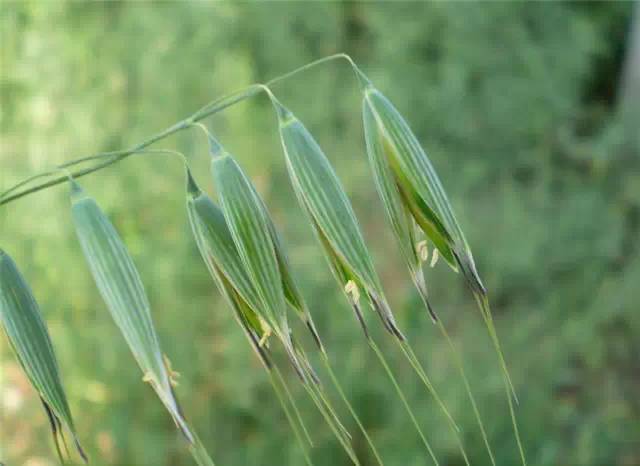 100种户外常见植物