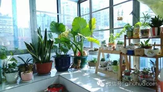 如何把阳台改成一座花房