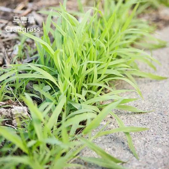 30种花园杂草，你都认识吗？