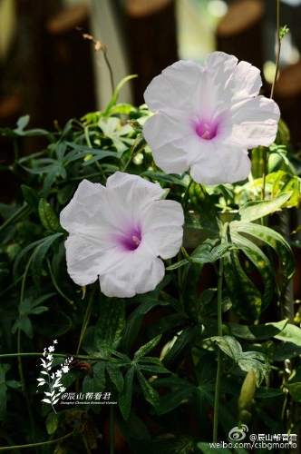 认识几种花花