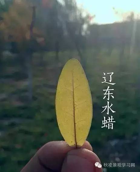 你是个“一叶知树”的植物达人吗？