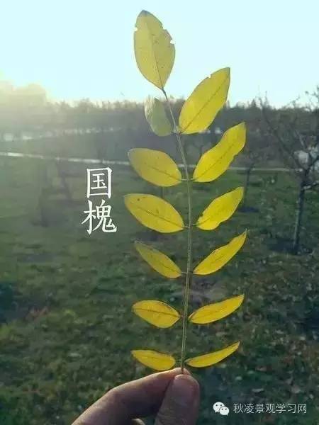 你是个“一叶知树”的植物达人吗？