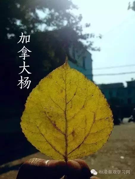 你是个“一叶知树”的植物达人吗？