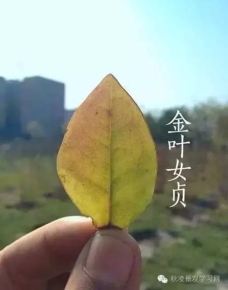 你是个“一叶知树”的植物达人吗？